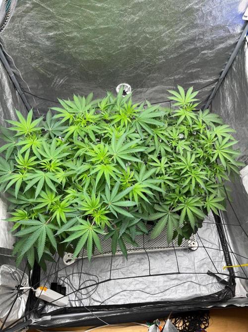Legendary strains in coco. Week 8 - han solo and kush m