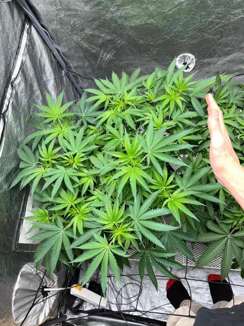 Legendary strains in coco. Week 8 - han solo from up
