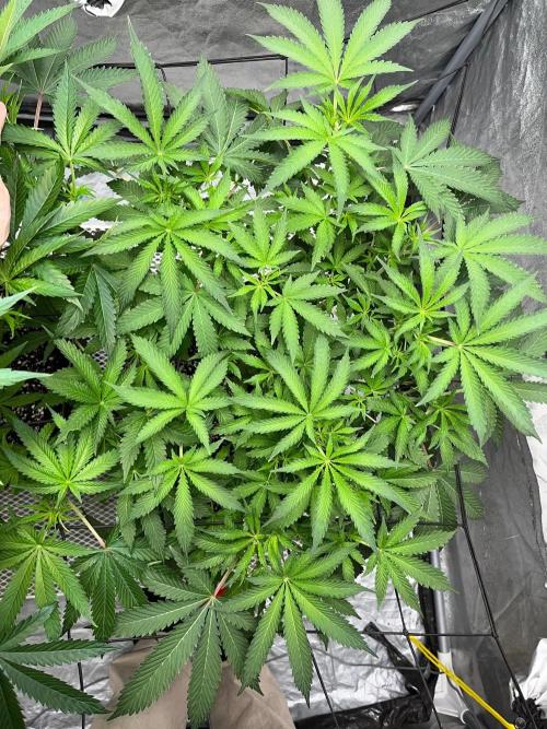 Legendary strains in coco. Week 8 - kush mallow from up