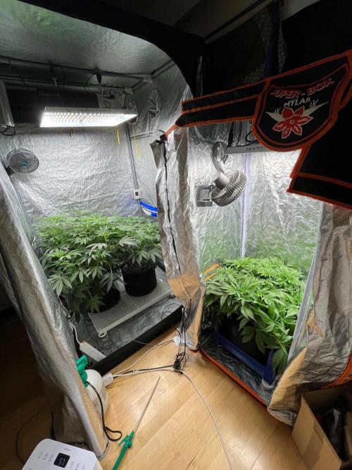 Legendary strains in coco. Week 9