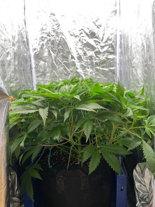 Legendary strains in coco. Week 9