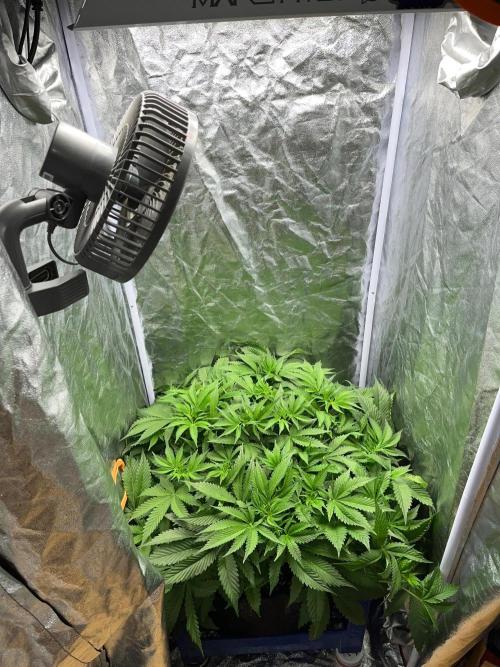 Legendary strains in coco. Week 9 - garlotti