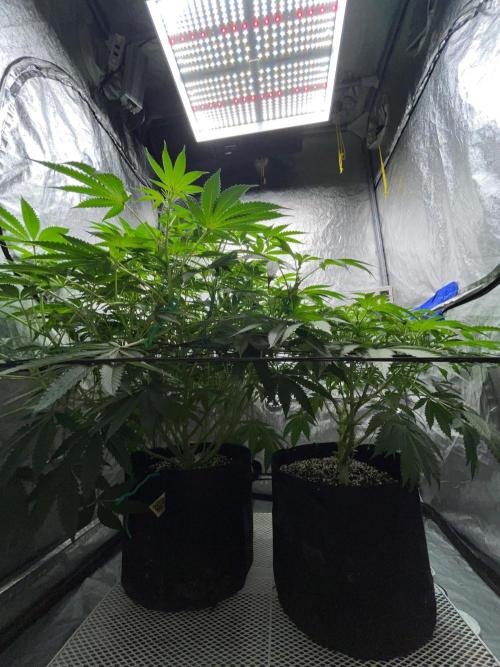 Legendary strains in coco. Week 9