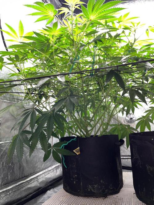 Legendary strains in coco. Week 9 - han solo