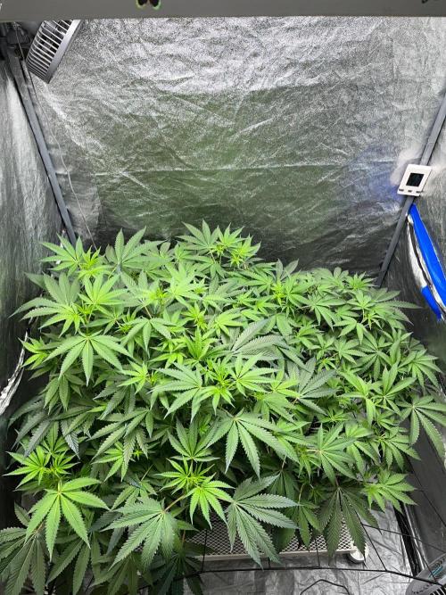 Legendary strains in coco. Week 9