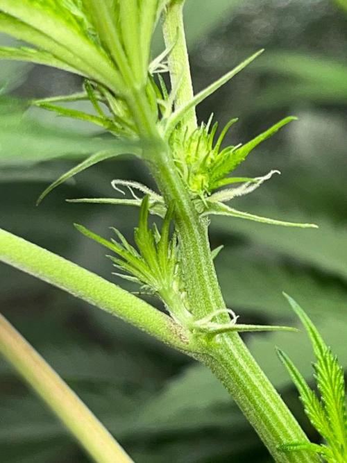 Legendary strains in coco. Week 9 - female han solo
