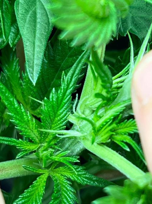 Legendary strains in coco. Week 9 - garlotti female
