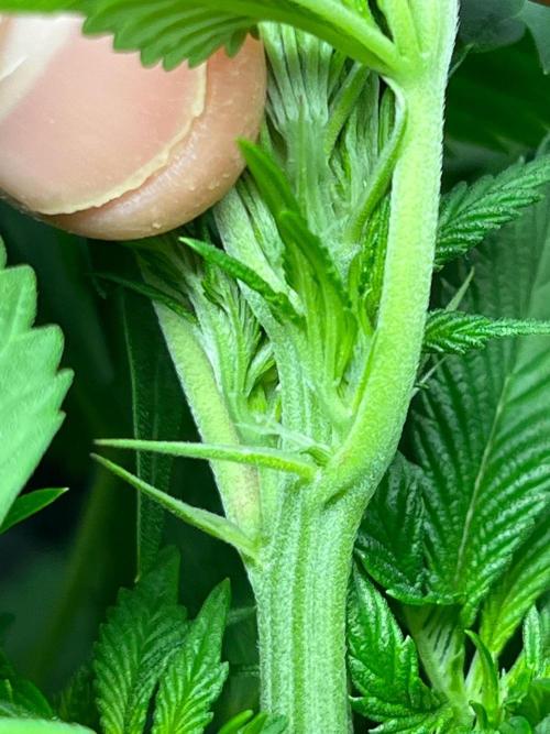 Legendary strains in coco. Week 9 - garlotti