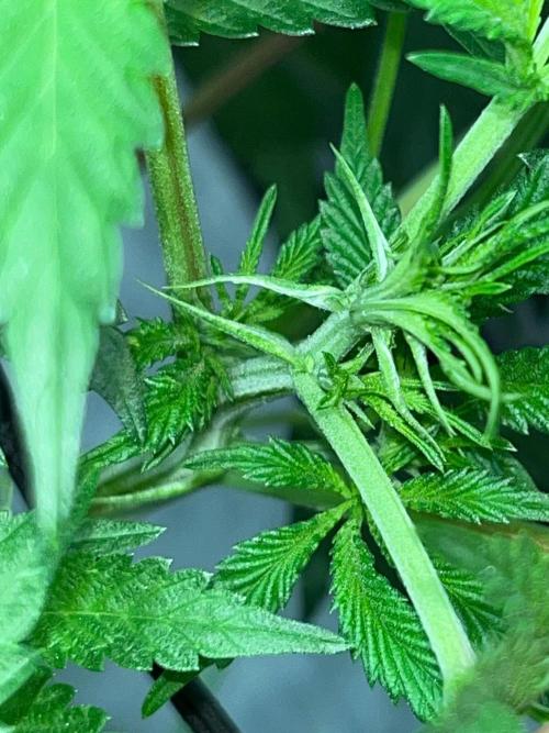 Legendary strains in coco. Week 9 - kush mallow hermie