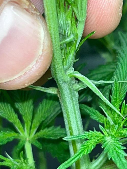 Legendary strains in coco. Week 9 - kush mallow