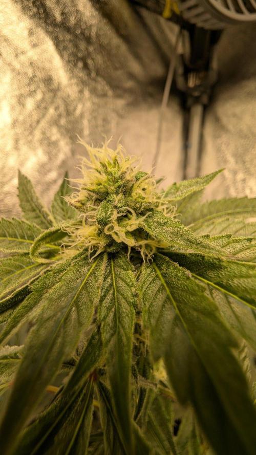 Legendary strains in coco. Week 12 - Han solo b