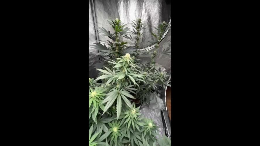 3 strains Photoperiod
