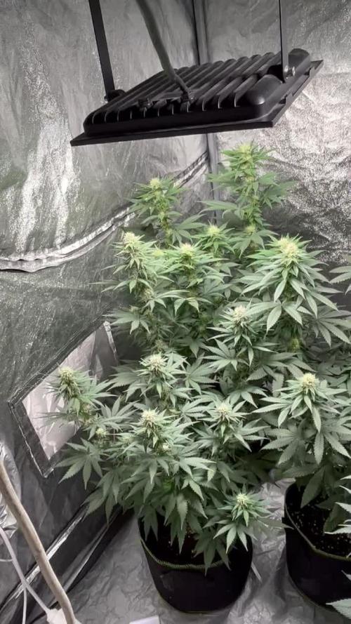 3 strains Photoperiod