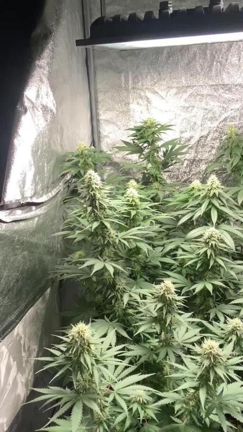 3 strains Photoperiod