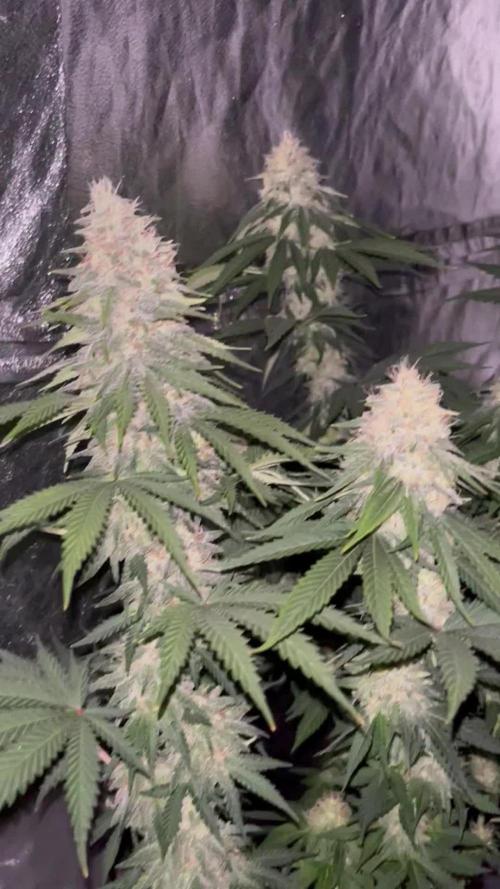 3 strains Photoperiod