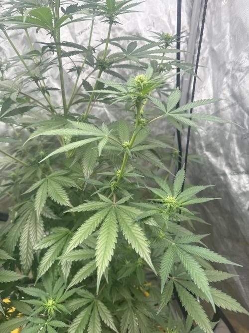 The GOOP *new strain. Week 3