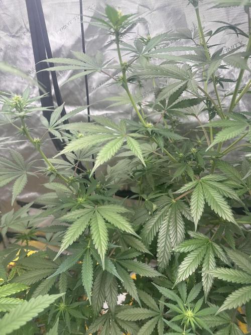 The GOOP *new strain. Week 3