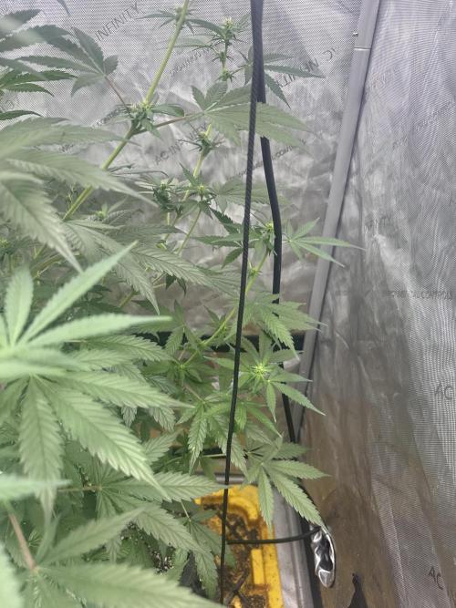 The GOOP *new strain. Week 3