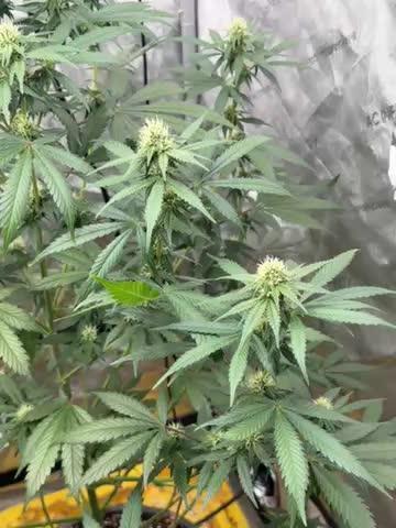 The GOOP *new strain