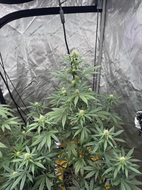 The GOOP *new strain. Week 4