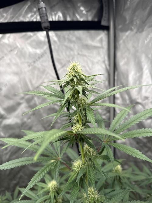 The GOOP *new strain. Week 4