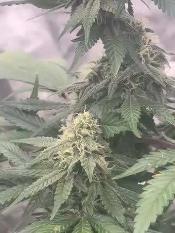 The GOOP *new strain