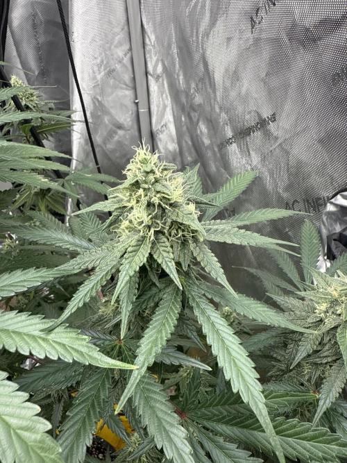 The GOOP *new strain. Week 5