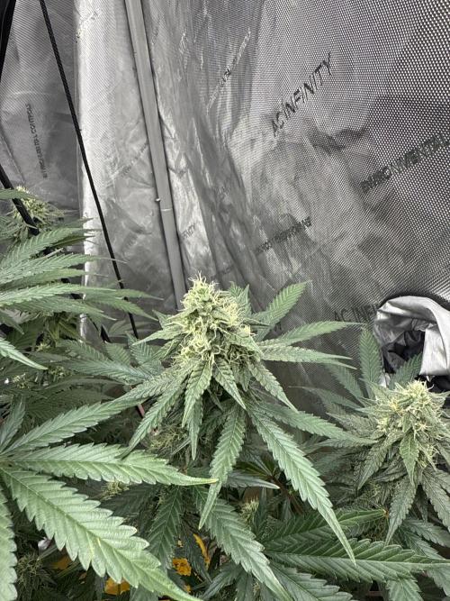 The GOOP *new strain. Week 5