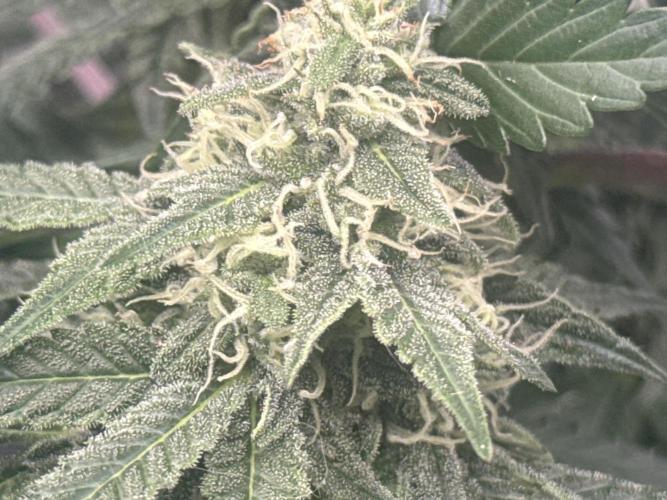 The GOOP *new strain. Week 5