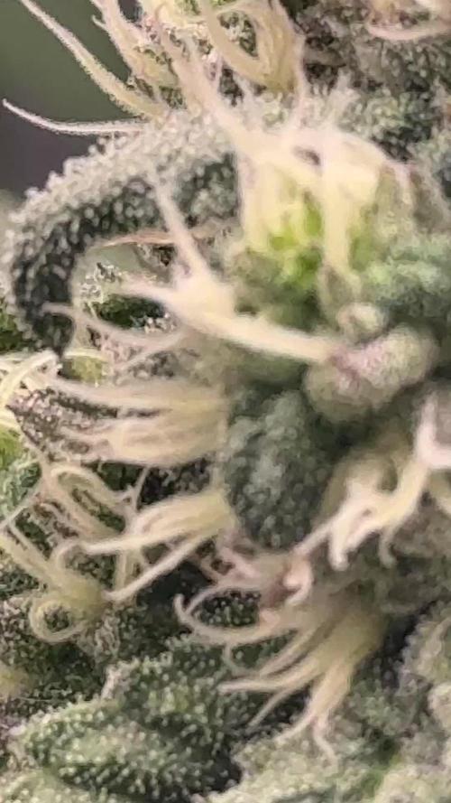 The GOOP *new strain