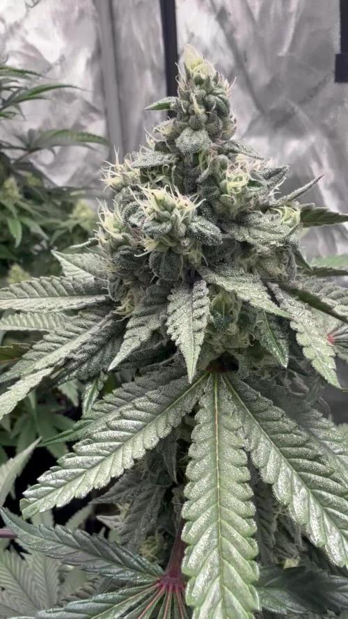 The GOOP *new strain
