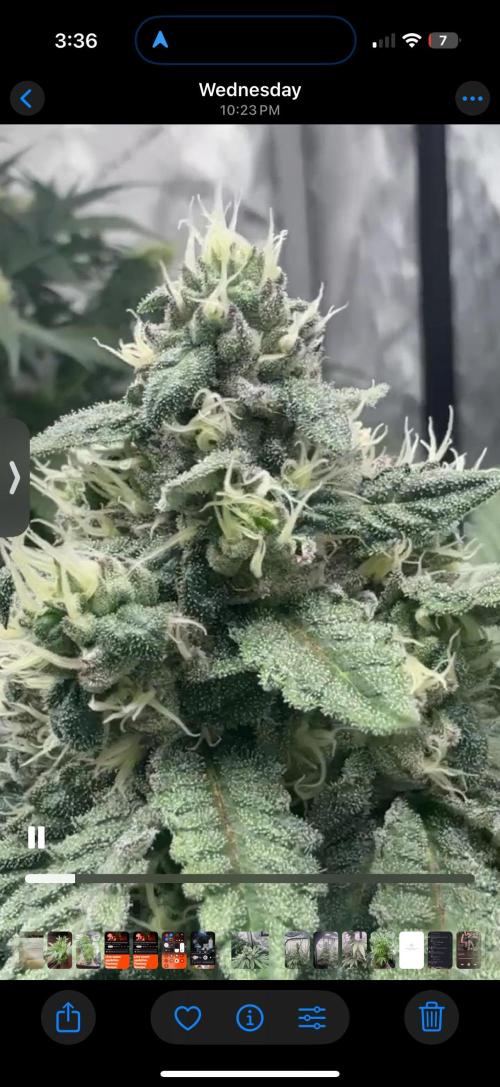 The GOOP *new strain. Week 7