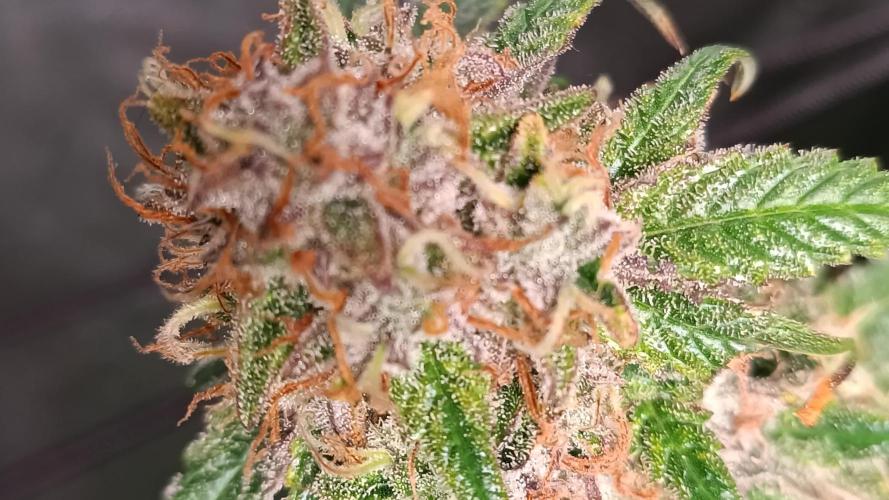Jelly Donutz Auto