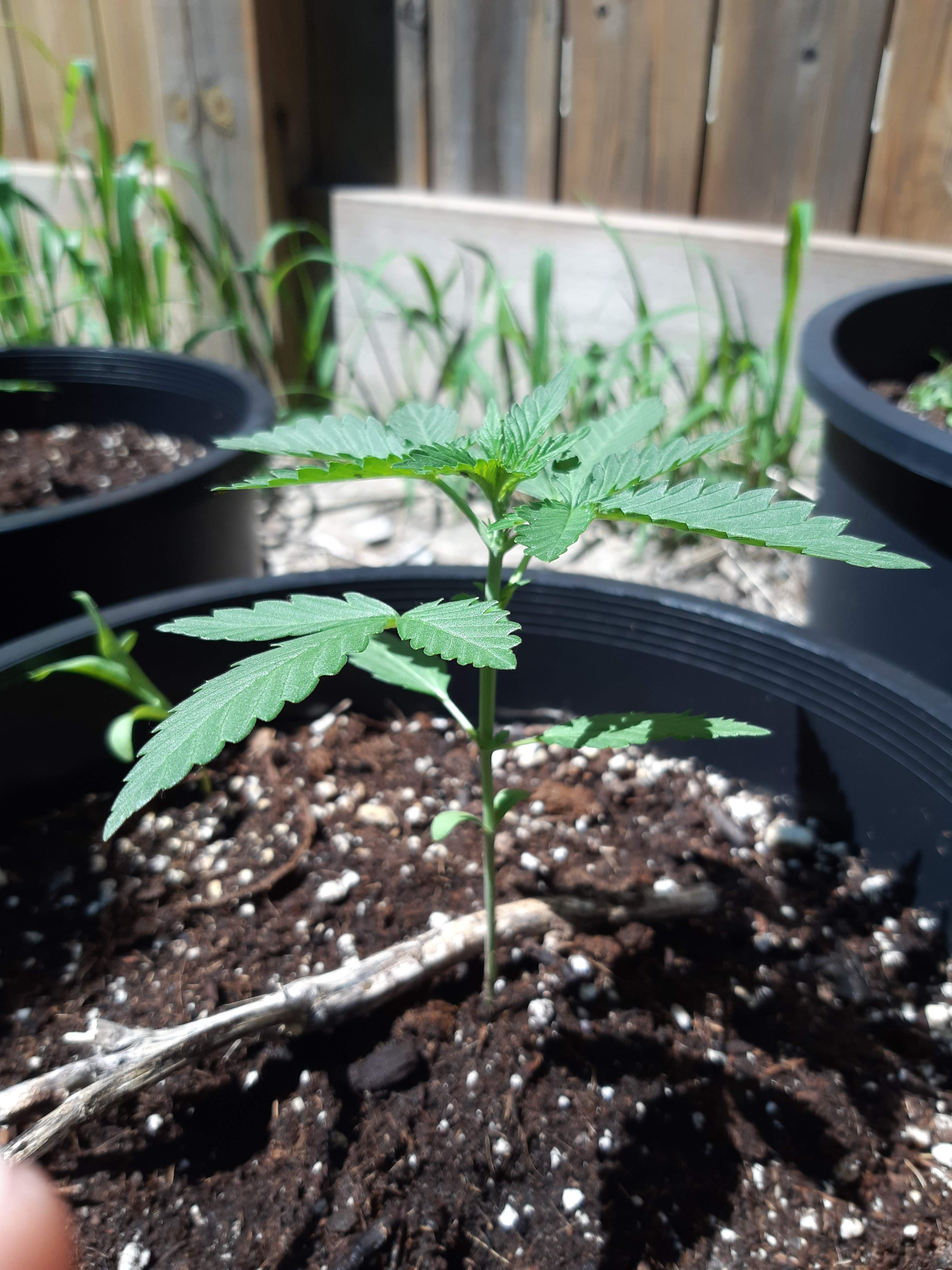 Fast Buds Grapefruit Auto grow diary (journal) week2 by SpinachCrop