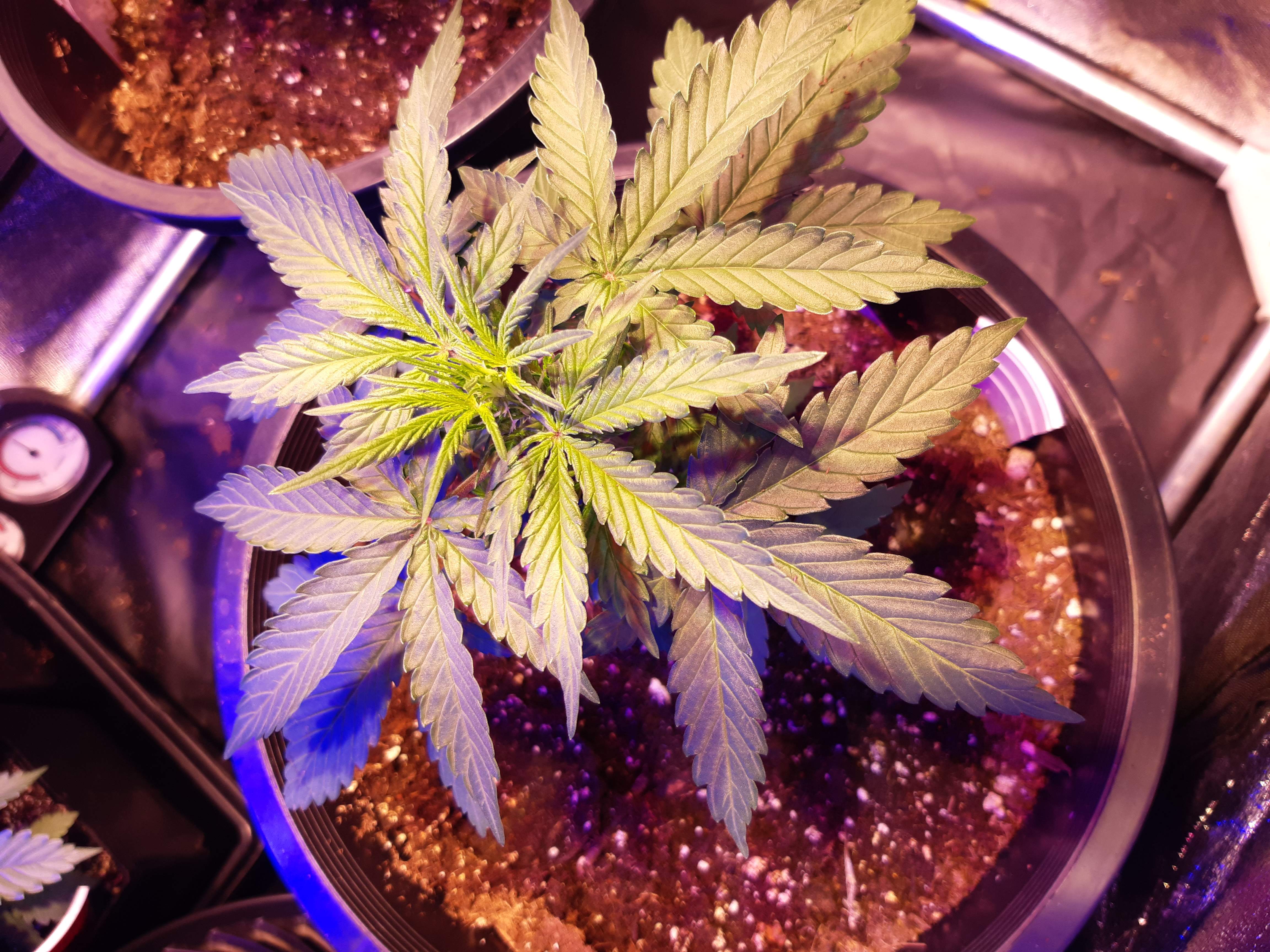 Fast Buds Grapefruit Auto grow diary (journal) week4 by SpinachCrop