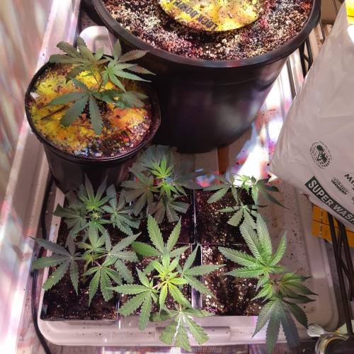 City slicker. Week 1