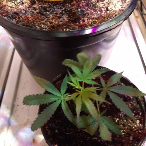 City slicker. Week 1