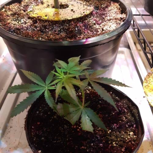 City slicker. Week 1