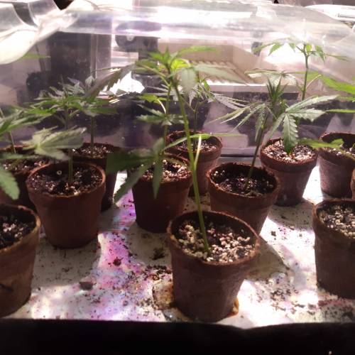 City slicker. Week 1