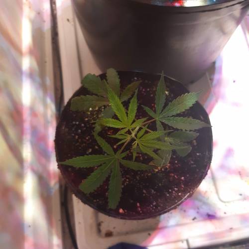 City slicker. Week 1