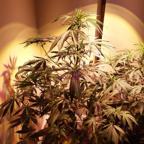 City slicker. Week 1