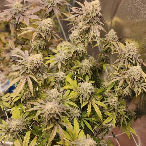 First grow. Week 8 - Moon rocks 