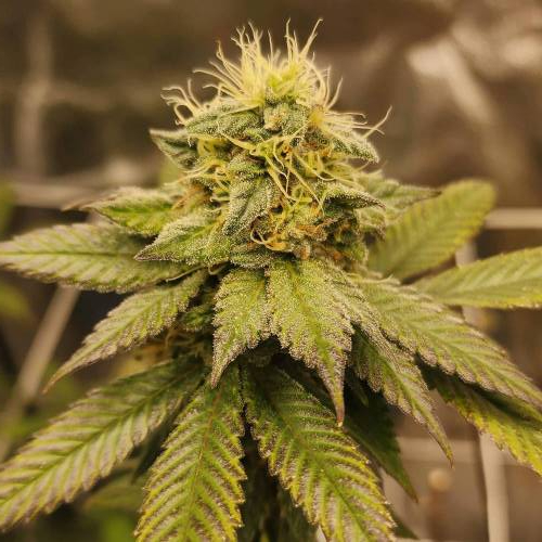 First grow. Week 8 - Nukedaddy 