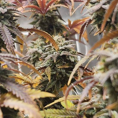 First grow. Week 9 - Looking like fall in this tent 