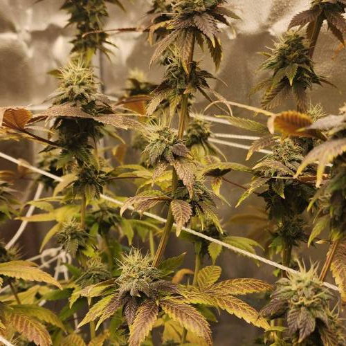 First grow. Week 8 - Nukedaddy 