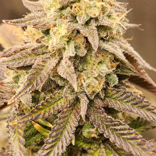 First grow. Week 8 - Moon rocks