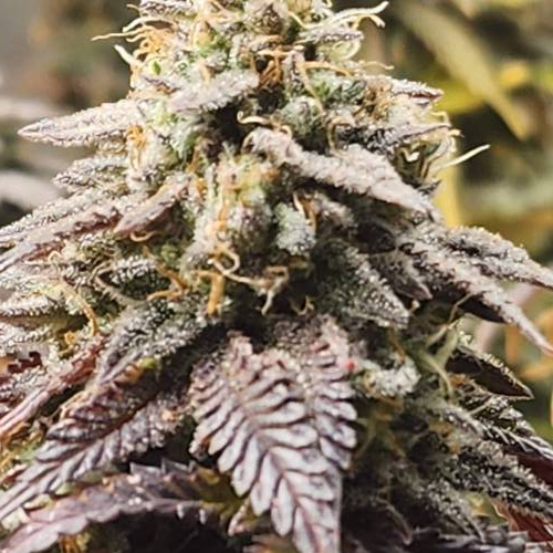 First grow. Week 9 - King Kong of colas