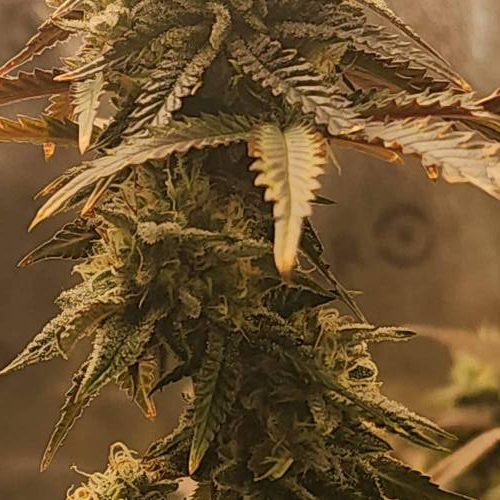 First grow. Week 8 - Moon rocks