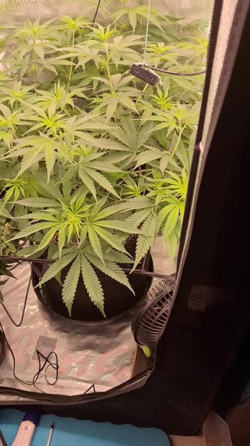 Hawaii goes to Germany