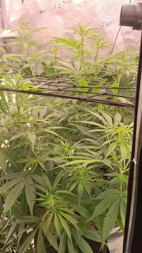 Hawaii goes to Germany